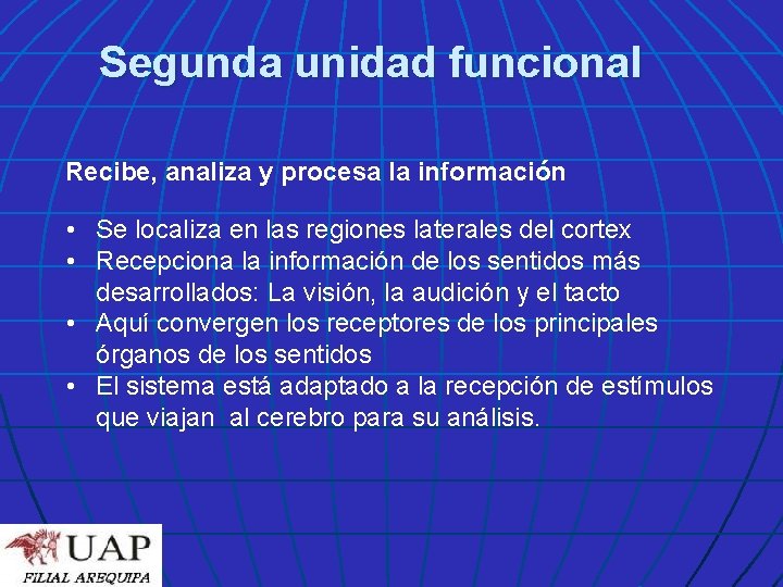 Segunda unidad funcional Recibe, analiza y procesa la información • Se localiza en las