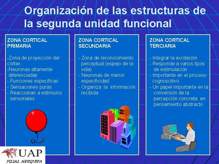 Organización de las estructuras de la segunda unidad funcional ZONA CORTICAL PRIMARIA ZONA CORTICAL