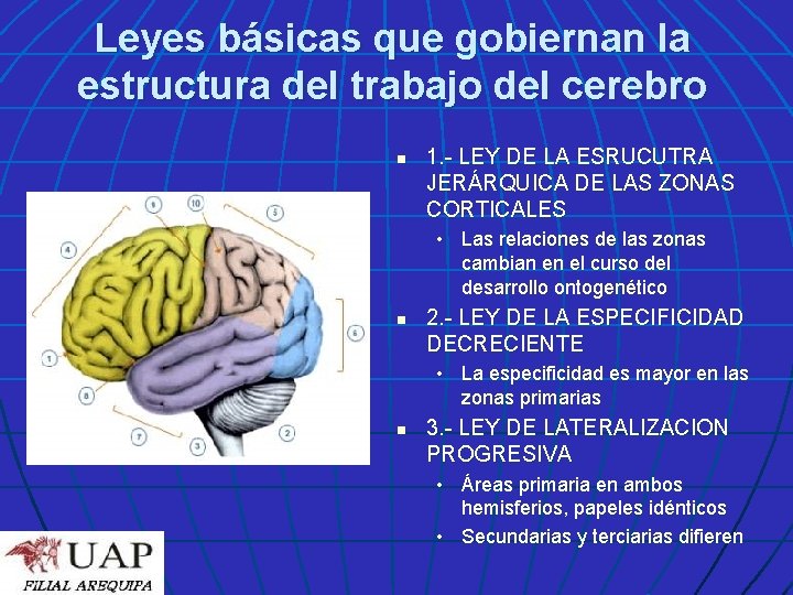 Leyes básicas que gobiernan la estructura del trabajo del cerebro n 1. - LEY
