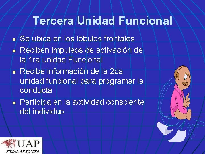 Tercera Unidad Funcional n n Se ubica en los lóbulos frontales Reciben impulsos de