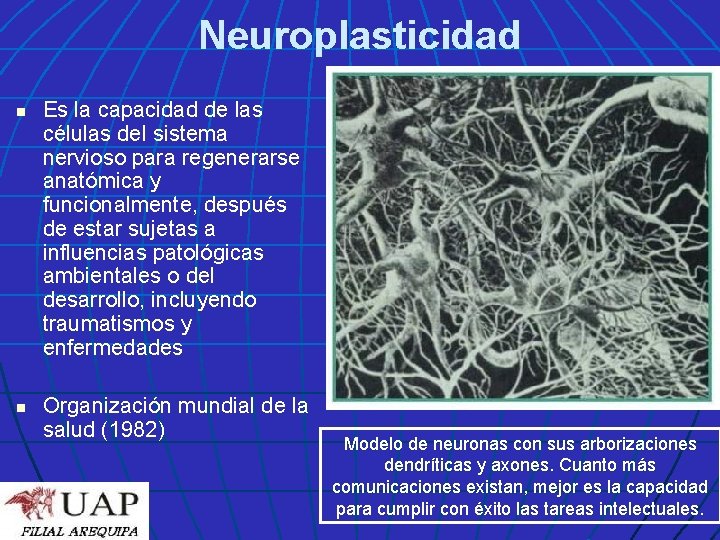 Neuroplasticidad n n Es la capacidad de las células del sistema nervioso para regenerarse