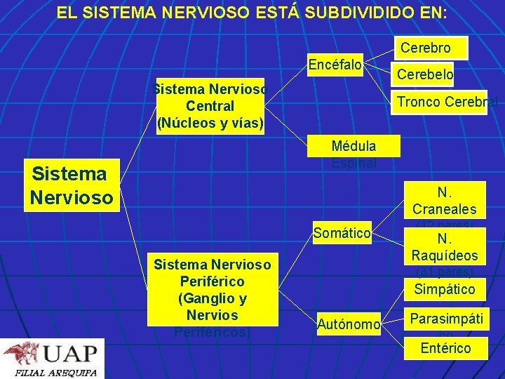 EL SISTEMA NERVIOSO ESTÁ SUBDIVIDIDO EN: Cerebro Encéfalo Sistema Nervioso Central (Núcleos y vías)