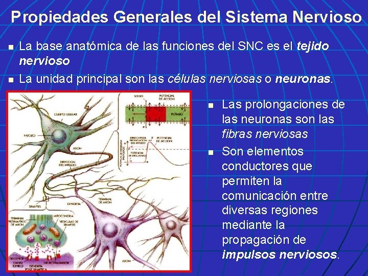Propiedades Generales del Sistema Nervioso n n La base anatómica de las funciones del