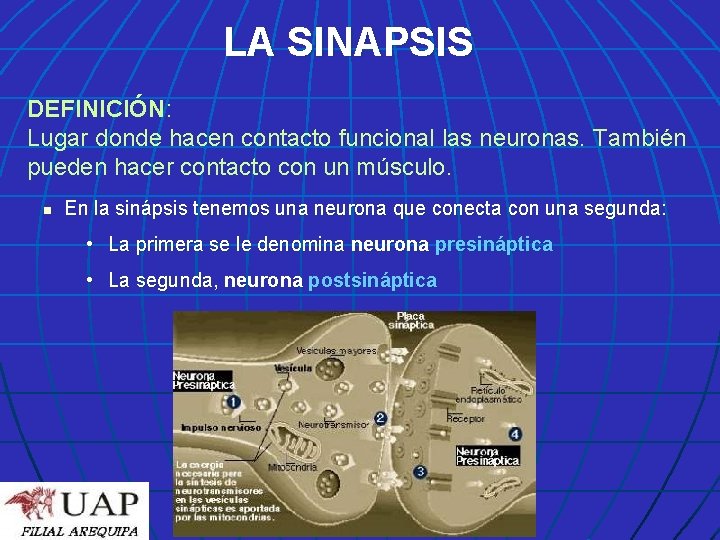 LA SINAPSIS DEFINICIÓN: Lugar donde hacen contacto funcional las neuronas. También pueden hacer contacto