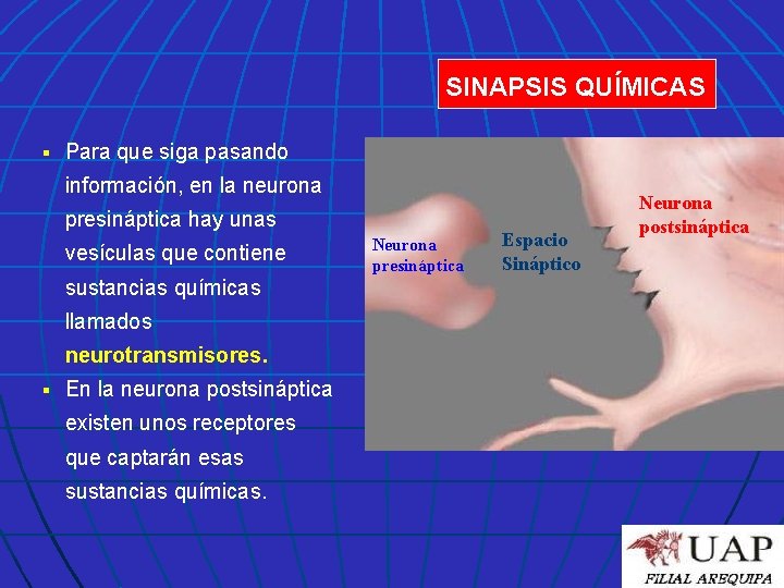 SINAPSIS QUÍMICAS § Para que siga pasando información, en la neurona presináptica hay unas