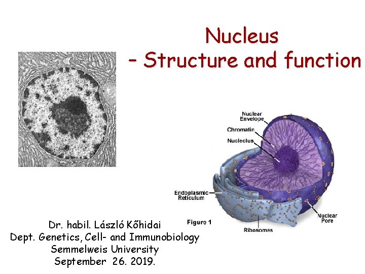 Nucleus – Structure and function Dr. habil. László Kőhidai Dept. Genetics, Cell- and Immunobiology