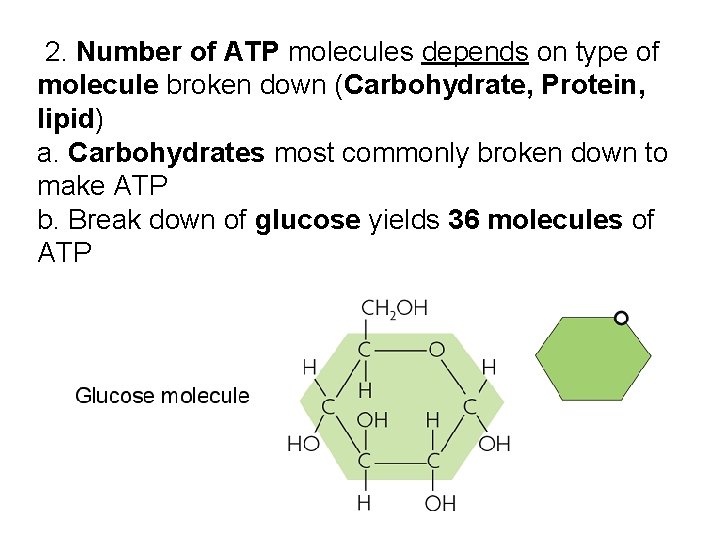 2. Number of ATP molecules depends on type of molecule broken down (Carbohydrate, Protein,