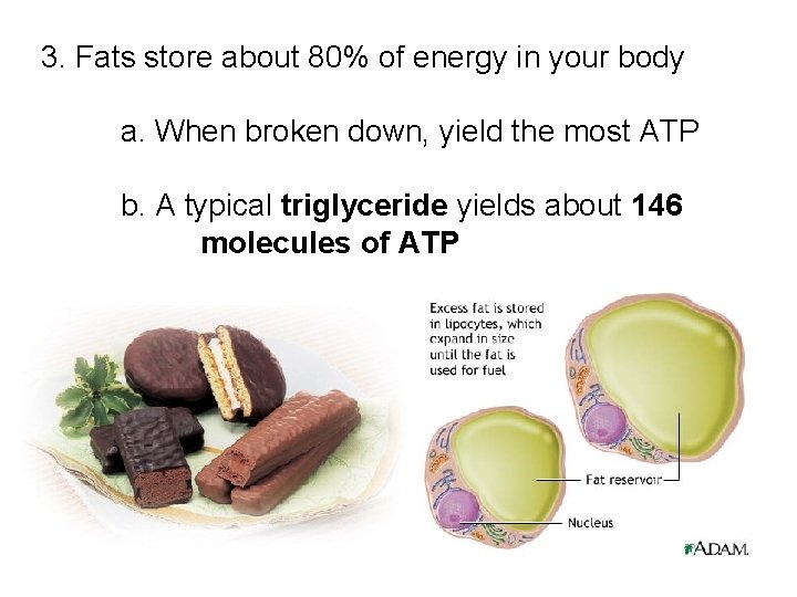 3. Fats store about 80% of energy in your body a. When broken down,