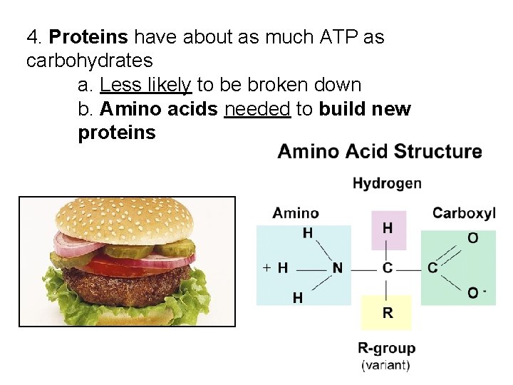 4. Proteins have about as much ATP as carbohydrates a. Less likely to be