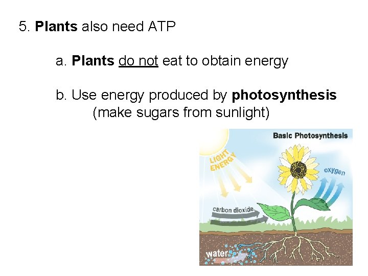 5. Plants also need ATP a. Plants do not eat to obtain energy b.