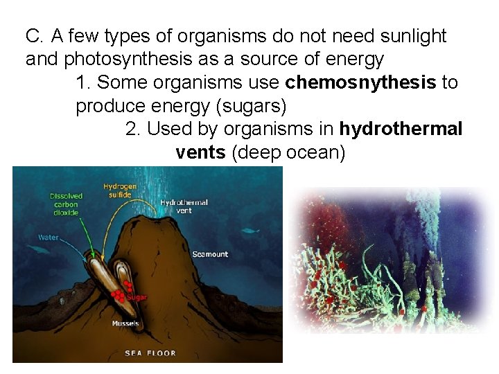 C. A few types of organisms do not need sunlight and photosynthesis as a