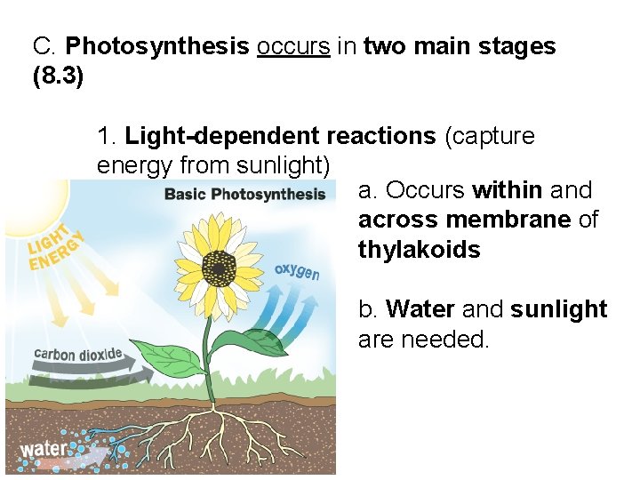 C. Photosynthesis occurs in two main stages (8. 3) 1. Light-dependent reactions (capture energy