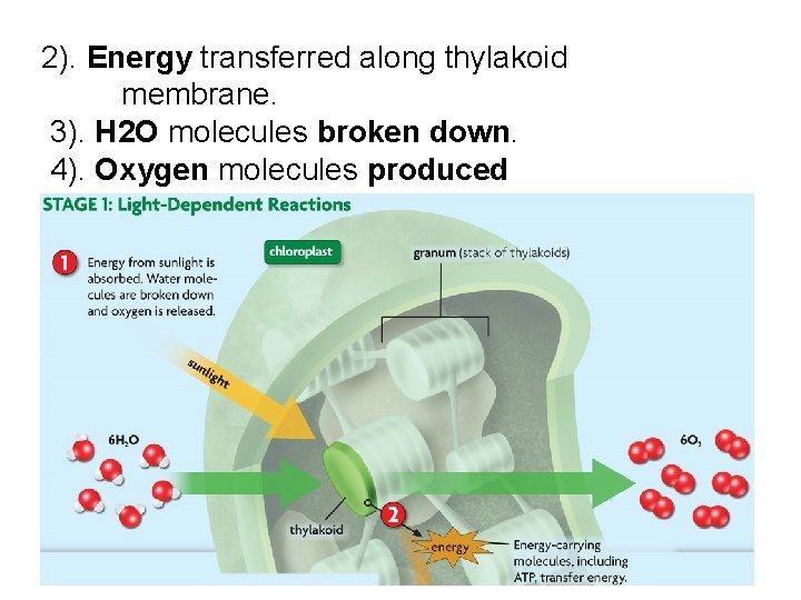 2). Energy transferred along thylakoid membrane. 3). H 2 O molecules broken down. 4).