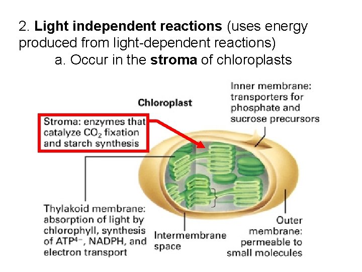 2. Light independent reactions (uses energy produced from light-dependent reactions) a. Occur in the