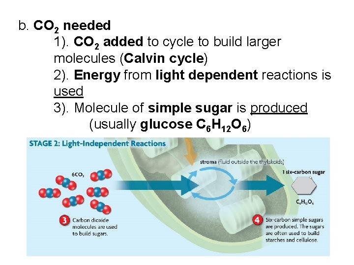 b. CO 2 needed 1). CO 2 added to cycle to build larger molecules