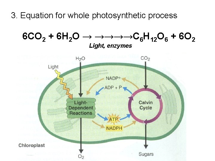 3. Equation for whole photosynthetic process 6 CO 2 + 6 H 2 O