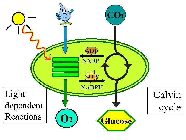 CO 2 ADP NADP ATP Light dependent Reactions NADPH O 2 Glucose Calvin cycle