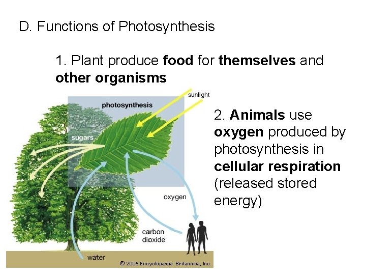 D. Functions of Photosynthesis 1. Plant produce food for themselves and other organisms 2.