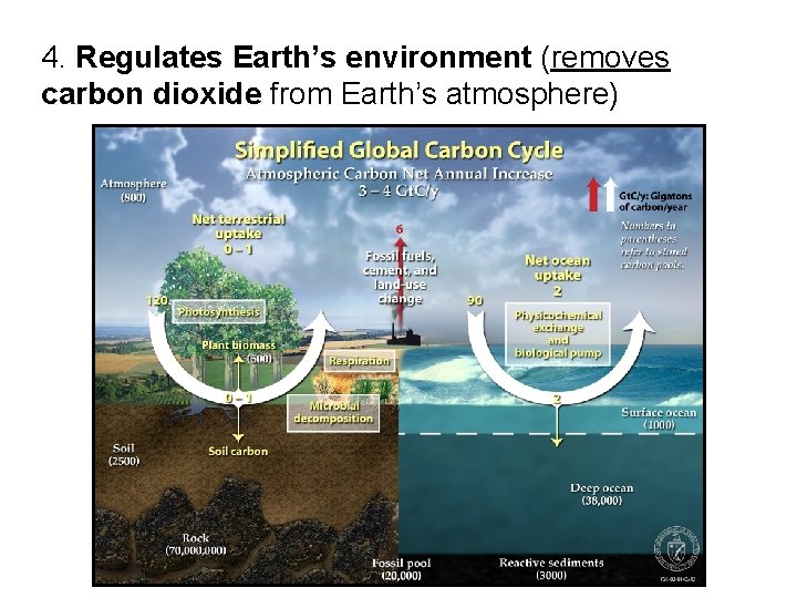 4. Regulates Earth’s environment (removes carbon dioxide from Earth’s atmosphere) 