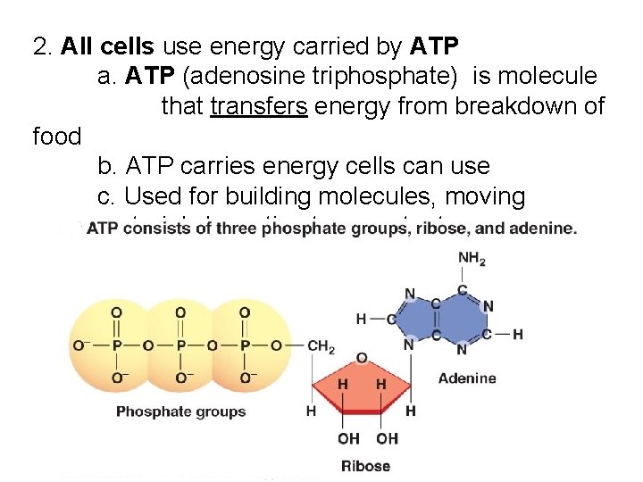 2. All cells use energy carried by ATP a. ATP (adenosine triphosphate) is molecule