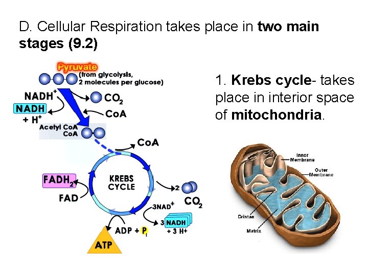 D. Cellular Respiration takes place in two main stages (9. 2) 1. Krebs cycle-