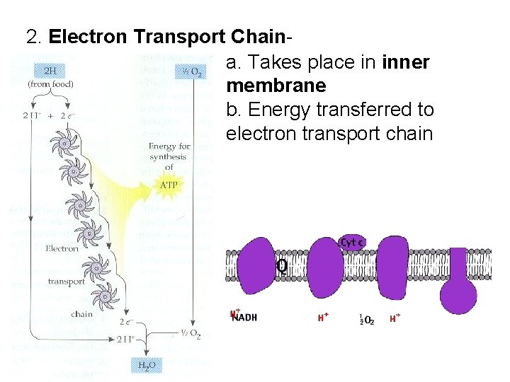 2. Electron Transport Chaina. Takes place in inner membrane b. Energy transferred to electron
