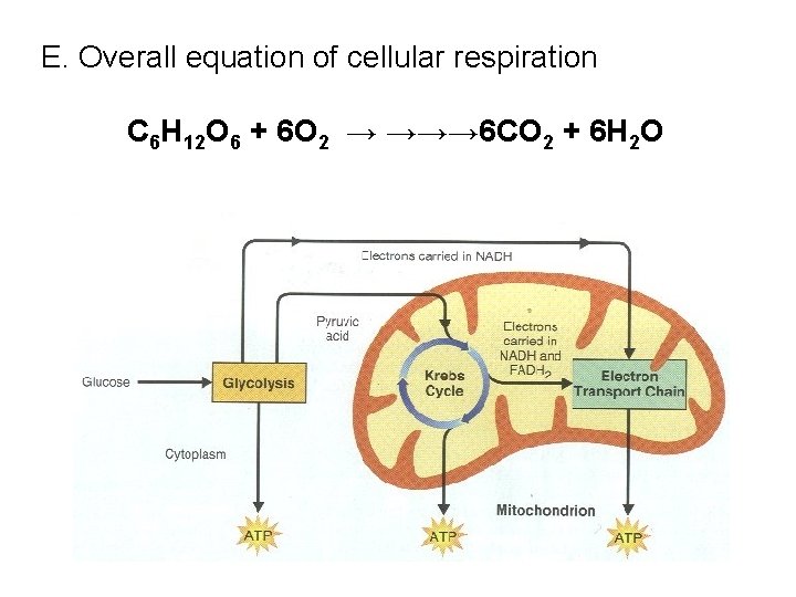 E. Overall equation of cellular respiration C 6 H 12 O 6 + 6