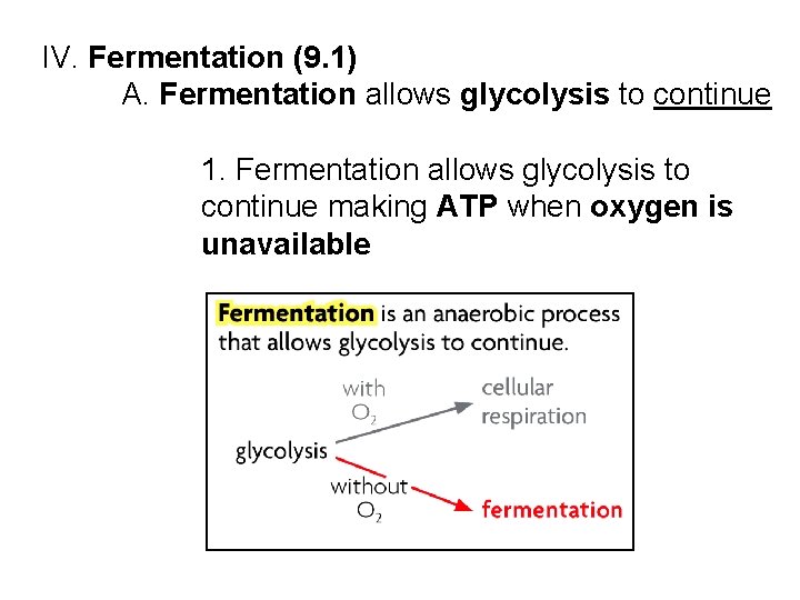IV. Fermentation (9. 1) A. Fermentation allows glycolysis to continue 1. Fermentation allows glycolysis