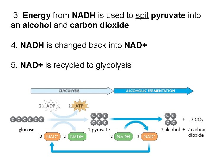 3. Energy from NADH is used to spit pyruvate into an alcohol and carbon