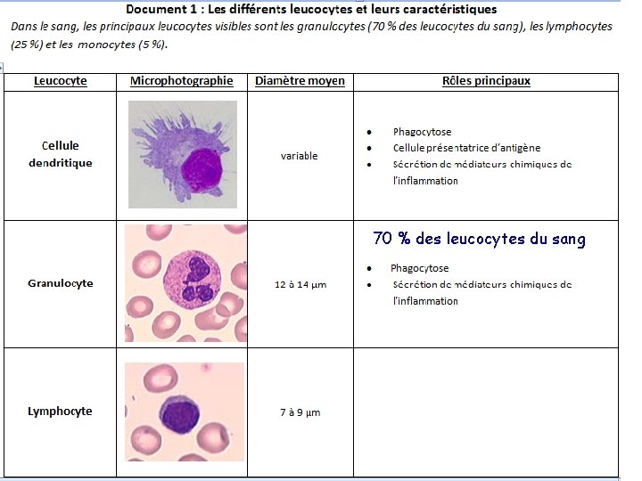 70 % des leucocytes du sang 