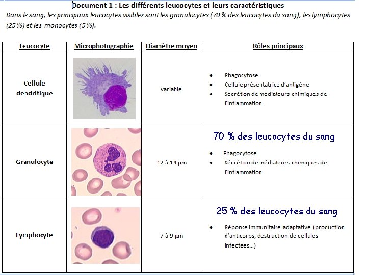 70 % des leucocytes du sang 25 % des leucocytes du sang 