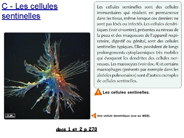 C - Les cellules sentinelles docs 1 et 2 p 270 