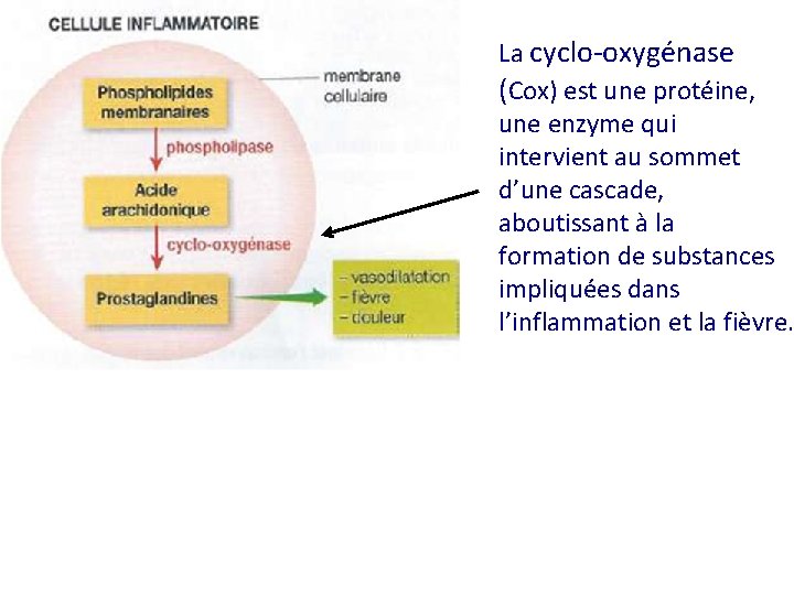 La cyclo-oxygénase (Cox) est une protéine, une enzyme qui intervient au sommet d’une cascade,