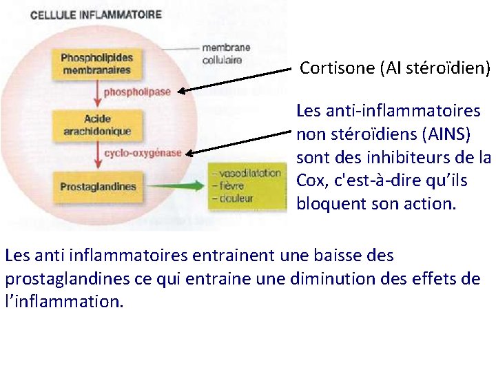 Cortisone (AI stéroïdien) Les anti-inflammatoires non stéroïdiens (AINS) sont des inhibiteurs de la Cox,