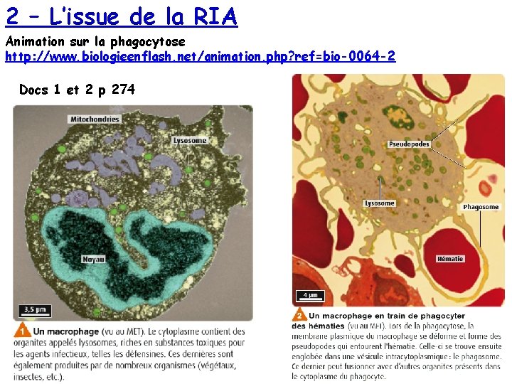 2 – L’issue de la RIA Animation sur la phagocytose http: //www. biologieenflash. net/animation.