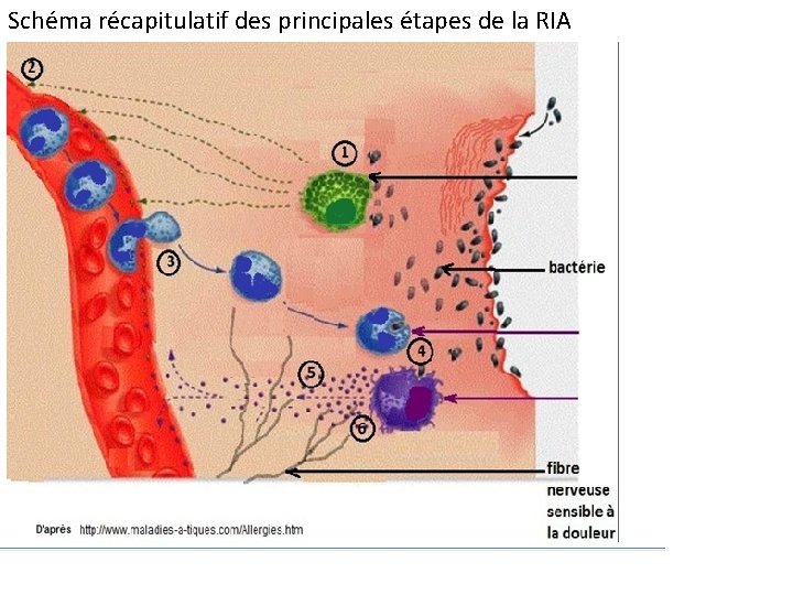 Schéma récapitulatif des principales étapes de la RIA 