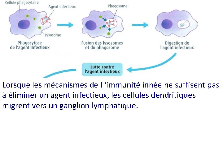 Lorsque les mécanismes de I 'immunité innée ne suffisent pas à éliminer un agent