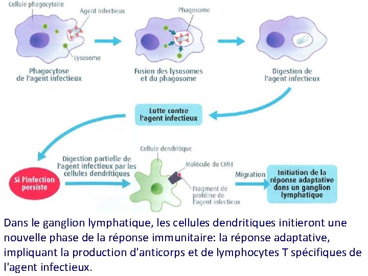 Dans le ganglion lymphatique, les cellules dendritiques initieront une nouvelle phase de la réponse