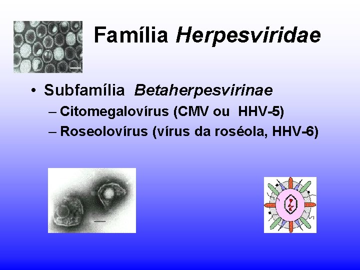 Família Herpesviridae • Subfamília Betaherpesvirinae – Citomegalovírus (CMV ou HHV-5) – Roseolovírus (vírus da