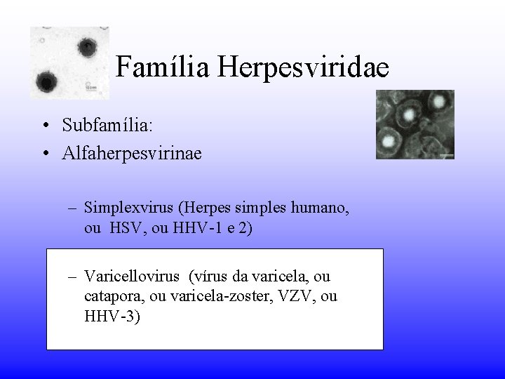 Família Herpesviridae • Subfamília: • Alfaherpesvirinae – Simplexvirus (Herpes simples humano, ou HSV, ou