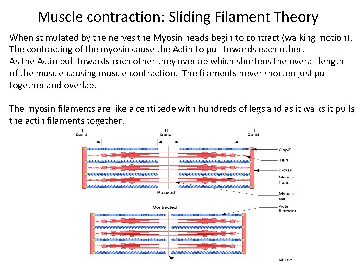 Muscle contraction: Sliding Filament Theory When stimulated by the nerves the Myosin heads begin