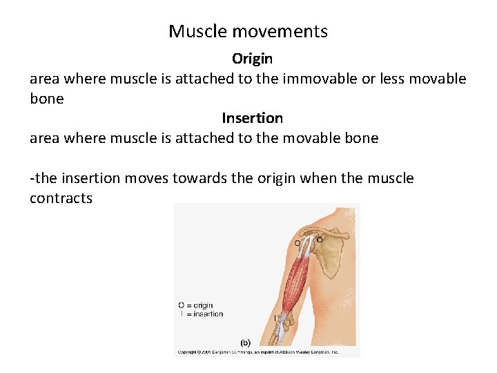 Muscle movements Origin area where muscle is attached to the immovable or less movable