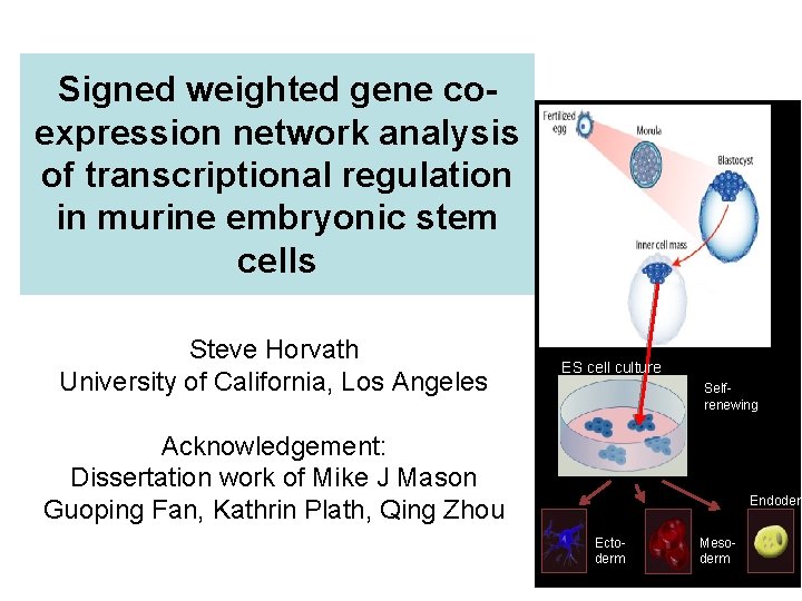 Signed weighted gene coexpression network analysis of transcriptional regulation in murine embryonic stem cells