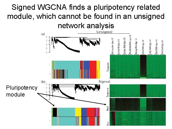 Signed WGCNA finds a pluripotency related module, which cannot be found in an unsigned