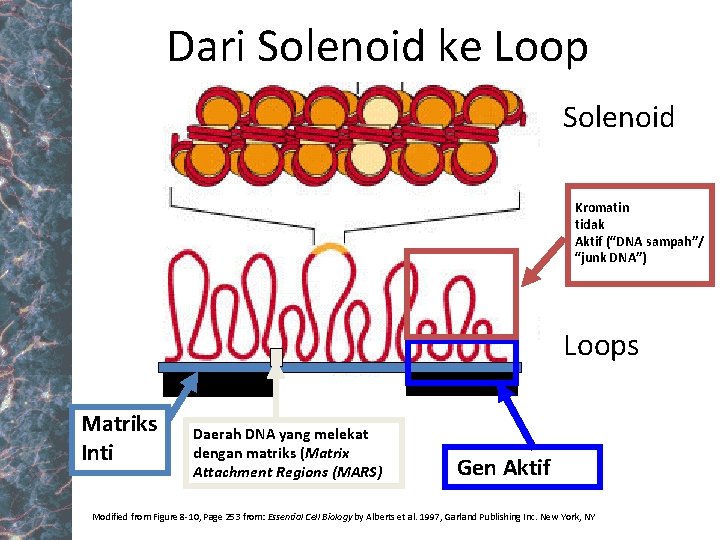 Dari Solenoid ke Loop Solenoid Kromatin tidak Aktif (“DNA sampah”/ “junk DNA”) Loops Matriks