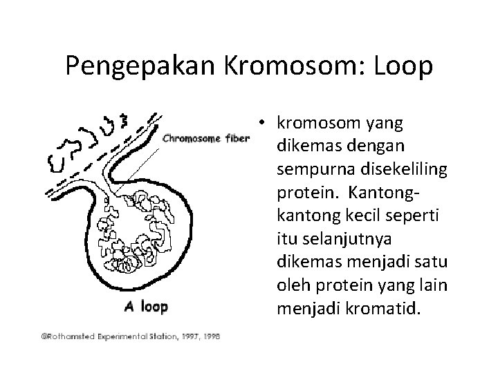 Pengepakan Kromosom: Loop • kromosom yang dikemas dengan sempurna disekeliling protein. Kantongkantong kecil seperti