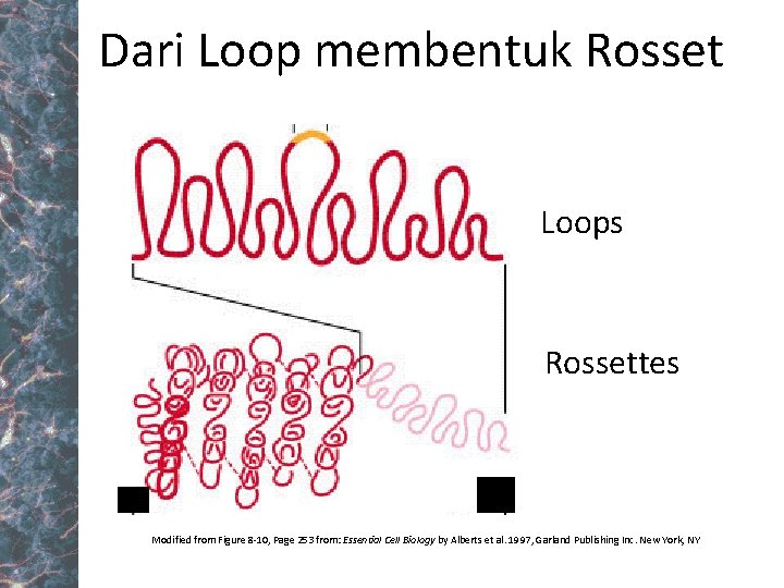 Dari Loop membentuk Rosset Loops Rossettes Modified from Figure 8 -10, Page 253 from:
