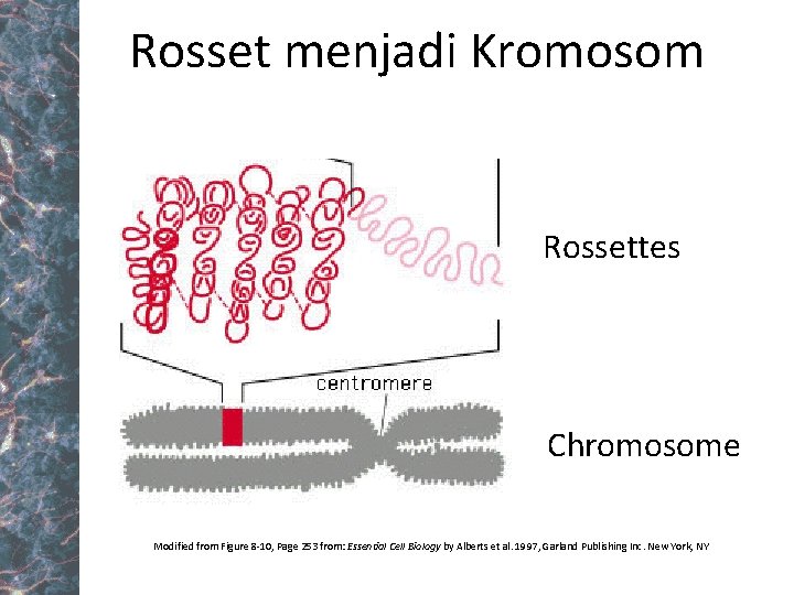 Rosset menjadi Kromosom Rossettes Chromosome Modified from Figure 8 -10, Page 253 from: Essential