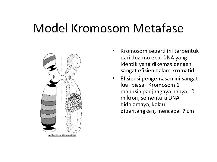 Model Kromosom Metafase • Kromosom seperti ini terbentuk dari dua molekul DNA yang identik