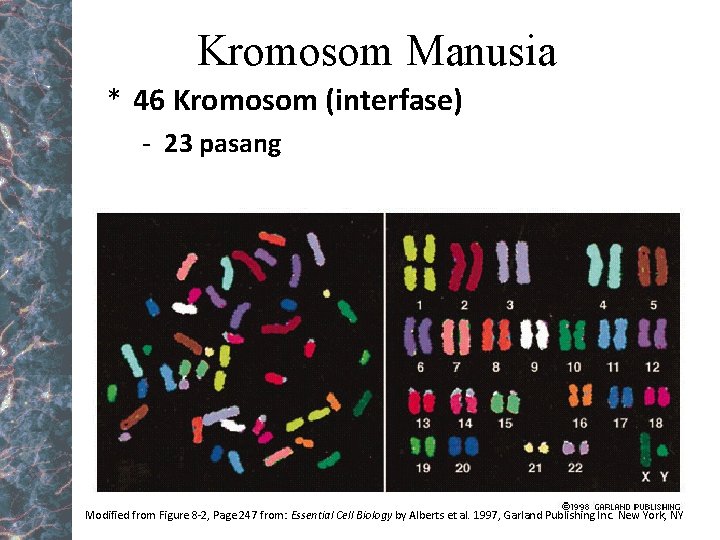 Kromosom Manusia * 46 Kromosom (interfase) - 23 pasang Modified from Figure 8 -2,